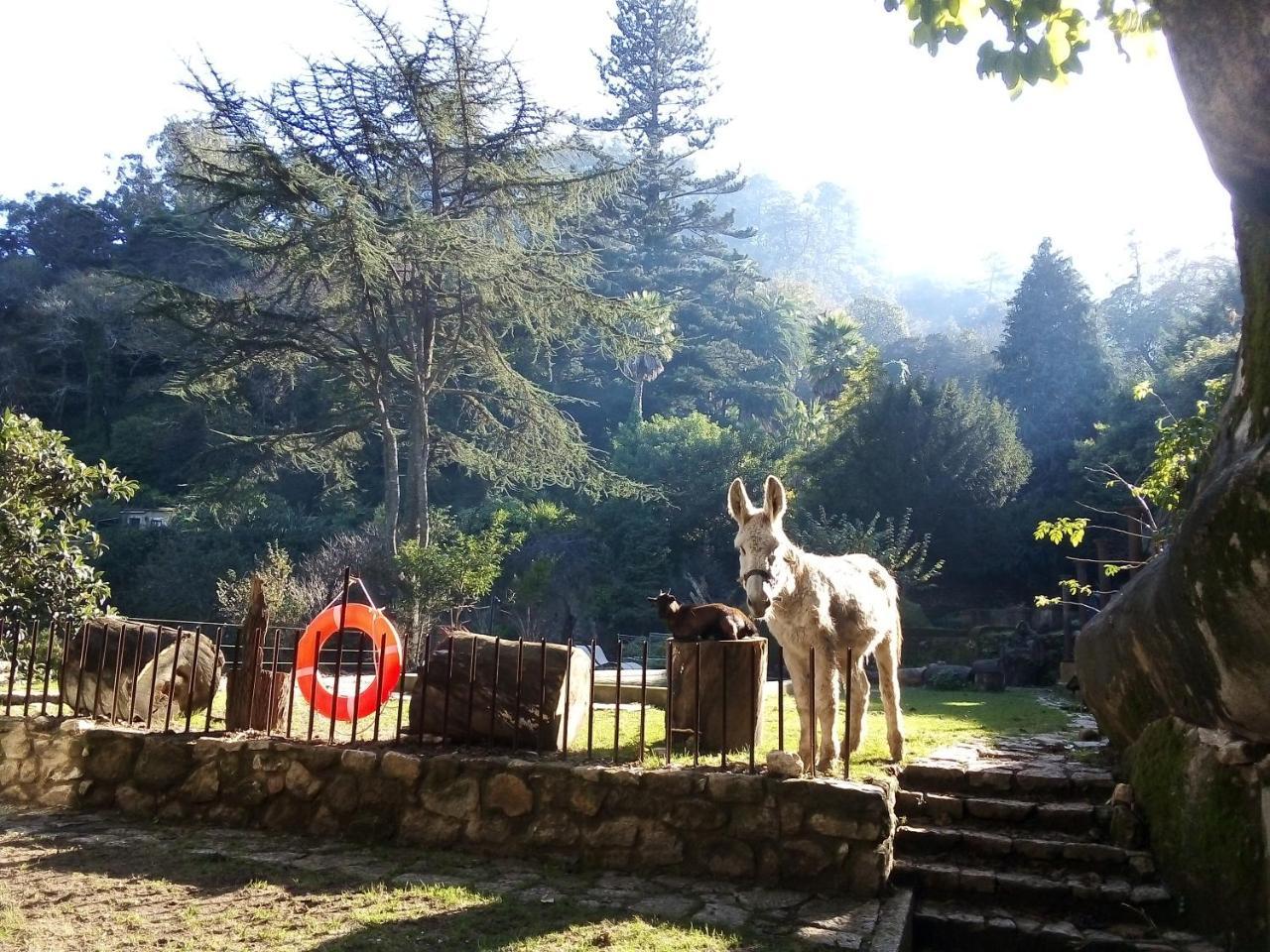 Quinta Do Castanheiro Hotel Sintra Exterior foto
